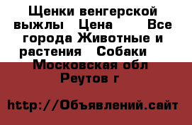 Щенки венгерской выжлы › Цена ­ 1 - Все города Животные и растения » Собаки   . Московская обл.,Реутов г.